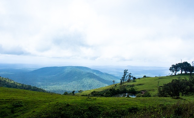 语言能力如 语言能力如