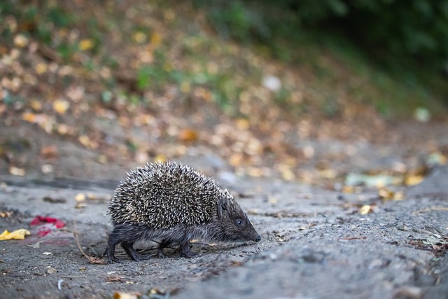 高诗岩在防 高诗岩在防