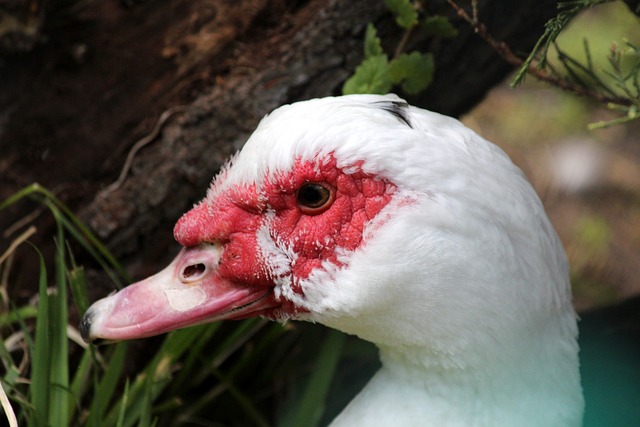 为何选择杨 为何选择杨